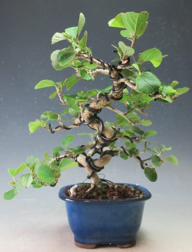 Amazon.co.jp: 盆栽 ハマボウの鉢植え盆栽（805560）【現品】 : DIY